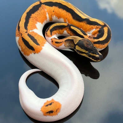 ODYB GeneX Pied Ball Python by Porter's Pythons ODYB GeneX Pied Ball Python by Porter's Pythons